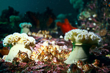Obraz na płótnie Canvas colony of sea anemones under water corals