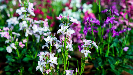purple flowers in the garden