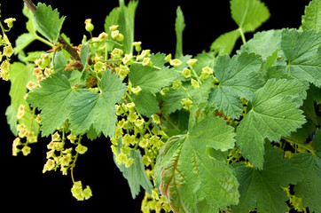 diseased flowering currant branch on a dark background