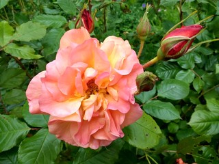 Close up beautiful scented orange peach apricot colour rose multi petals in full bloom, blossoming...