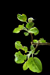 sick young branches of Apple trees on a dark background