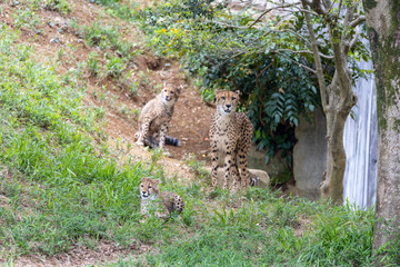 チーターの子ども 多摩動物公園, 東京, 日本