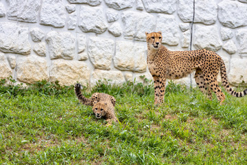 チーターの子ども 多摩動物公園, 東京, 日本