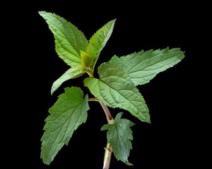 BEAUTIFUL BRANCH OF NETTLES ON A DARK BACKGROUND
