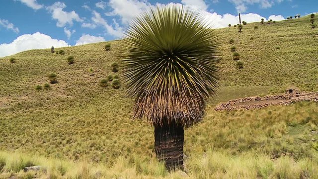 Close-up  low-angle still shot of the famous Queen of the Andes plant, surrounded by indigenous grass, Andes, Peru