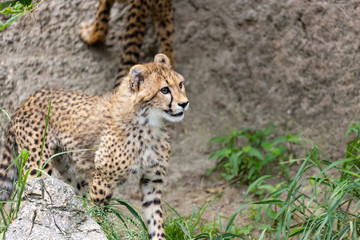 チーターの子ども 多摩動物公園, 東京, 日本