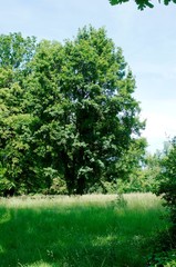 Obraz premium tree
