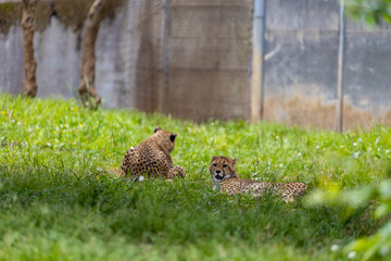 チーターの子ども 多摩動物公園, 東京, 日本