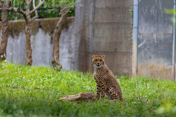チーターの子ども 多摩動物公園, 東京, 日本