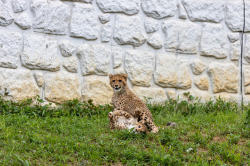 チーターの子ども 多摩動物公園, 東京, 日本