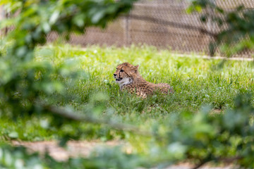 チーターの子ども 多摩動物公園, 東京, 日本