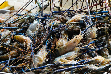 Shrimps in the net