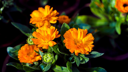 yellow flowers in the garden