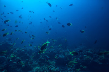 Plakat diving into water / sea scene, rest in the ocean, wildlife under water