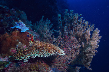 coral reef underwater / lagoon with corals, underwater landscape, snorkeling trip