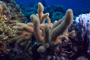 underwater sponge marine life / coral reef underwater scene abstract ocean landscape with sponge