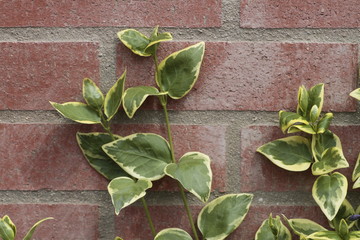 Hedera green in all seasons