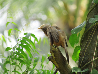 fluffy sparrow is giving pose to take stills 