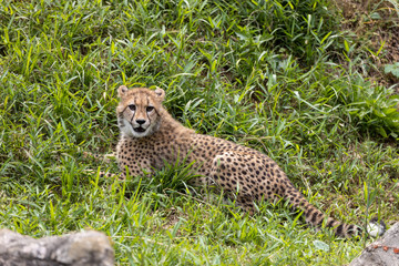 チーターの子ども 多摩動物公園, 東京, 日本