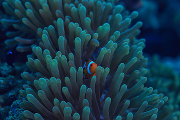 Fototapeta na wymiar clown fish coral reef / macro underwater scene, view of coral fish, underwater diving