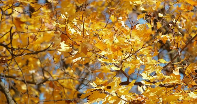 Autumn trees are dressed in yellow foliage. Beautiful futage for background. Shot on Canon 1DX mark2 4K camera