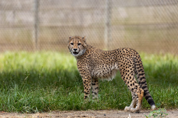 チーターの子ども 多摩動物公園, 東京, 日本