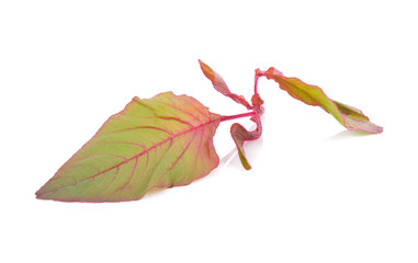 Obraz premium fresh red spinach on white background