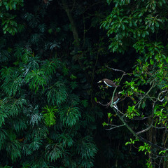 Naklejka na ściany i meble BROWN BOOBY (Sula leucogaster)Birds Island, Bocas del Toro Archipelago, Bocas del Toro Province, Panama, Central America, America