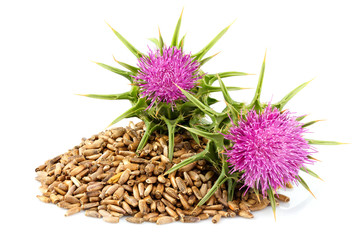 Seeds of a milk thistle with flowers.Silybum marianum, Scotch Thistle, Marian thistle.