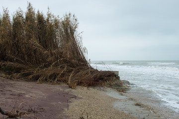 spiaggia e palude