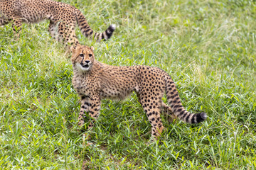 チーターの子ども 多摩動物公園, 東京, 日本