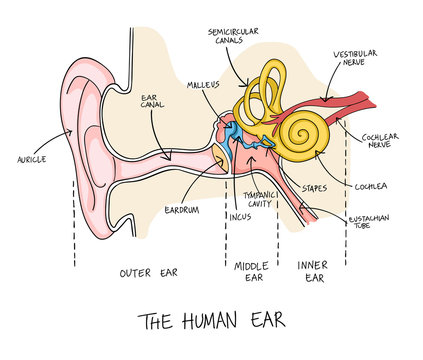 Hand drawn illustration of human ear anatomy.