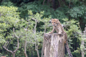 チーターの子ども 多摩動物公園, 東京, 日本
