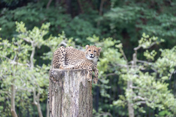 チーターの子ども 多摩動物公園, 東京, 日本