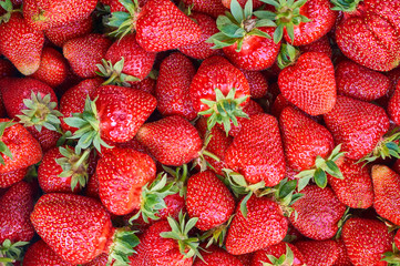 many fresh ripe strawberry berries background