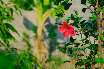 One red hibiscus flower