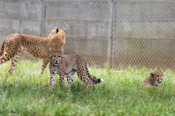 チーターの子ども 多摩動物公園, 東京, 日本