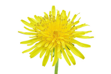 spring bright yellow dandelion flower on a white background
