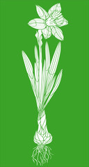 Hand drawn narcissus flower doodle. Botanical vector illustration on green background