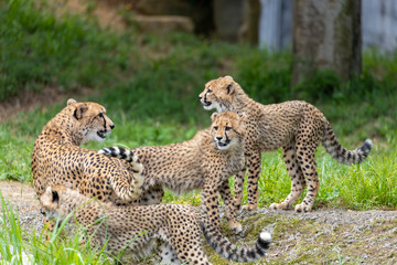 チーターの子ども 多摩動物公園, 東京, 日本