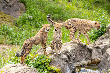 チーターの子ども 多摩動物公園, 東京, 日本