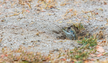 The asia iguana  on the lawn.