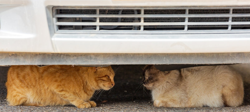 Two homeless cats sleep under car