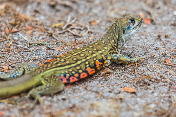 The asia iguana  on the lawn.