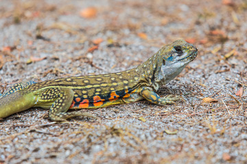 The asia iguana  on the lawn.