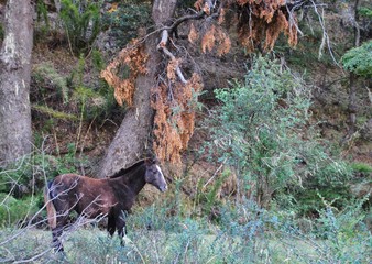 Potrillo, Caballo, Horse