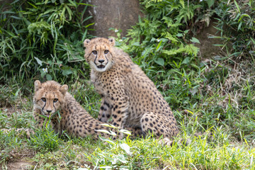 チーターの子ども 多摩動物公園, 東京, 日本
