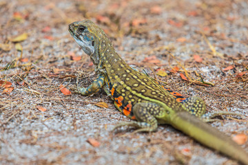 The asia iguana  on the lawn.