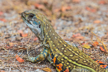 The asia iguana  on the lawn.