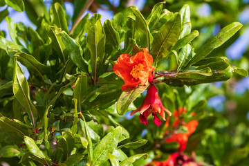 Red flower and unripe fruit of pomegranate